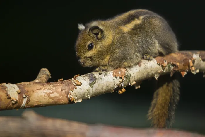 Framed Print : A Swinhoe's striped squirrel (Tamiops swinhoei) sits on a twig A Swinhoe's striped squirrel (Tamiops swinhoei) Framed Print : A Swinhoe's striped squirrel (Tamiops swinhoei) sits on a twig A Swinhoe's striped squirrel (Tamiops swinhoei)