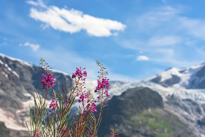 Framed Print : Swiss Apls mountains in summer with wild pink flowers on the foreground Framed Print : Swiss Apls mountains in summer with wild pink flowers on the foreground