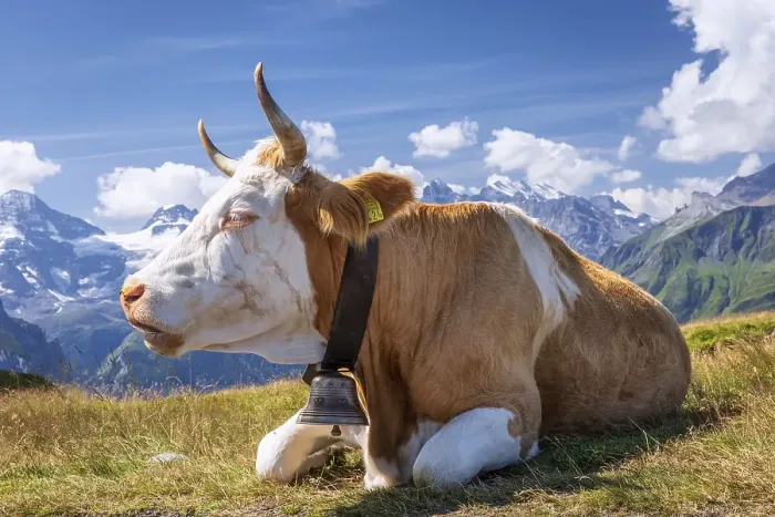 Framed Print : Swiss cow in the high mountains