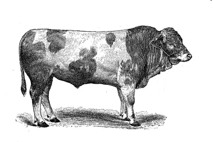 Framed Print : Swiss Simmental cattle breed, Simmentaler or Simmental cattle Framed Print : Swiss Simmental cattle breed, Simmentaler or Simmental cattle