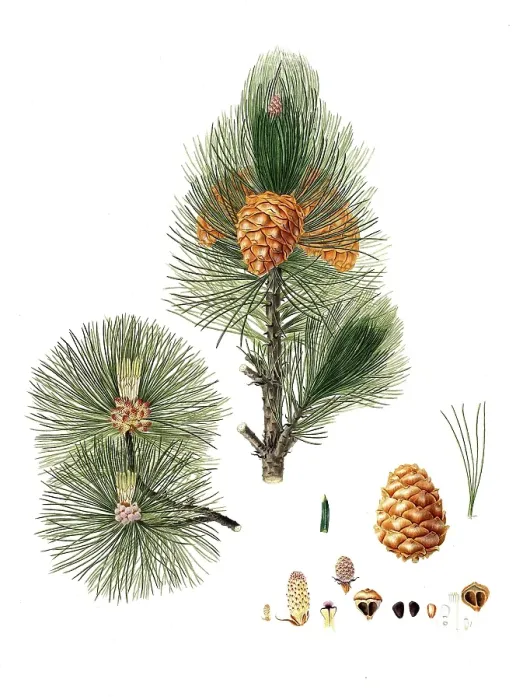 Framed Print : Swiss stone pine, Swiss stone pine, Arbe, Arve, Zirbe or Zirbel, Pinus cembra, Swiss pine, Swiss stone pine, Arolla pine, Austrian stone pine, tree, digitally enhanced reproduction of an original by Aylmer Bourke Lambert (1761 - 1842)
