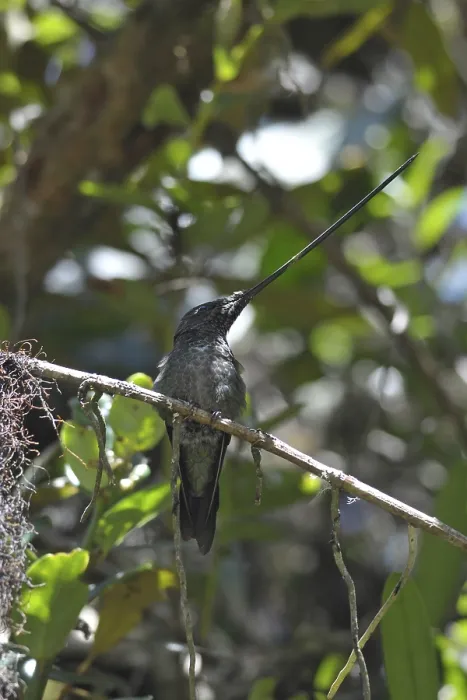 Framed Print : Sword-billed Hummingbird (Ensifera ensifera)