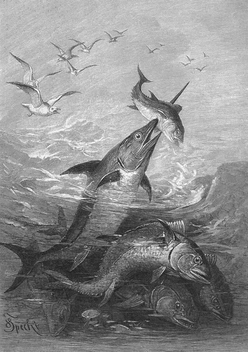 Framed Print : Swordfish hunting tuna, tuna fish