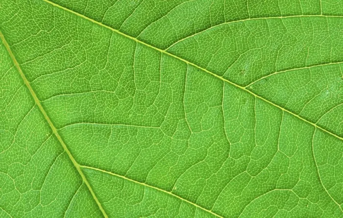 Framed Print : Sycamore (Acer pseudoplatanus)
