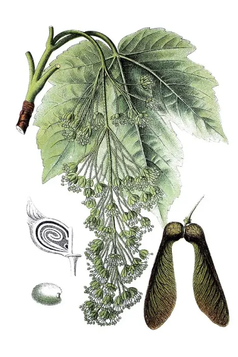 Framed Print : Sycamore maple (Acer pseudoplatanus)