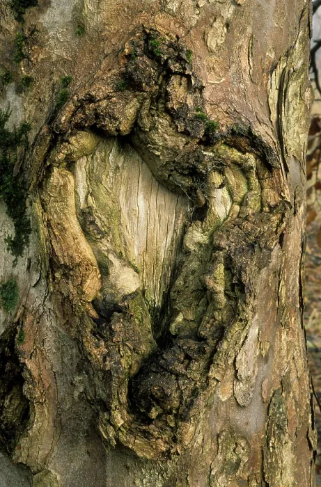 Framed Print : Sycamore maple (acer) tree bark bergahorn pseudoplantanos