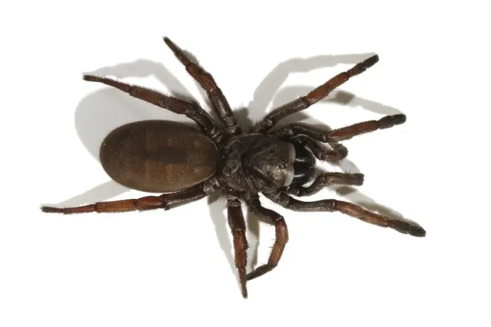 Framed Print : Sydney Brown Trapdoor Spider (Misgolas rapax)