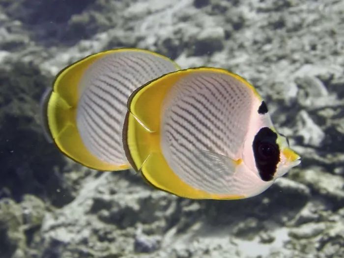 Framed Print : Two symmetrical fish with yellow edges Framed Print : Two symmetrical fish with yellow edges