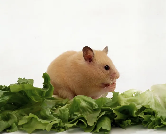 Framed Print : Syrian or Golden Hamster (Mesocricetus auratus)