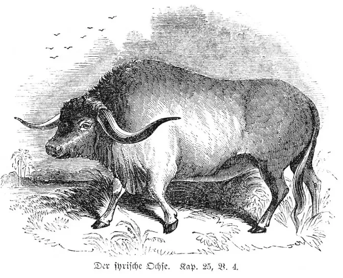 Framed Print : The Syrian Ox, Agriculture, Draft animal Framed Print : The Syrian Ox, Agriculture, Draft animal