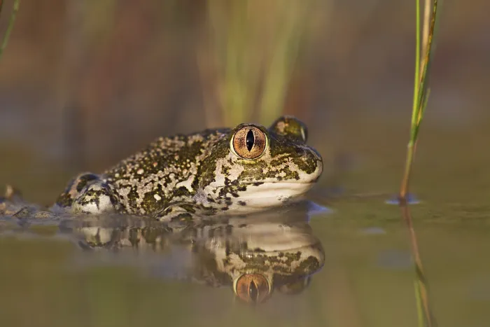 Framed Print : Syrian spadefoot (Pelobates syriacus)