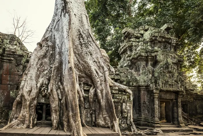 Framed Print : Ta Prohm, Angkor Wat, Angkor, UNESCO World Heritage Site