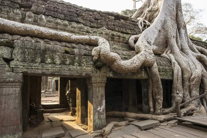 Framed Print : Ta Prohm, Angkor Wat, Angkor, UNESCO World Heritage Site Framed Print : Ta Prohm, Angkor Wat, Angkor, UNESCO World Heritage Site