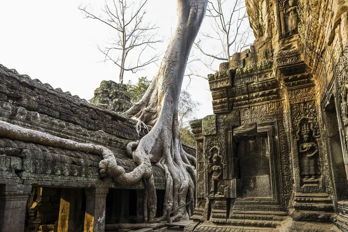 Framed Print : Ta Prohm, Angkor Wat, Angkor, UNESCO World Heritage Site