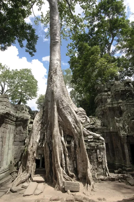 Framed Print : Ta Prohm, Angkor Wat complex, Siem Reap Framed Print : Ta Prohm, Angkor Wat complex, Siem Reap