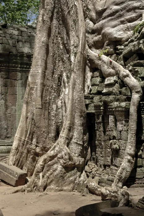 Framed Print : Ta Prohm, Angkor Wat complex, Siem Reap