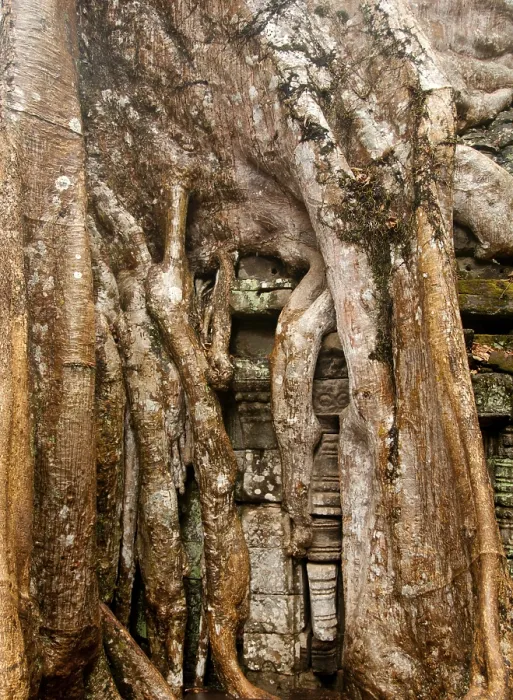 Framed Print : Ta Prohm was built in the Bayon style largely in the late 12th and early 13th centuries