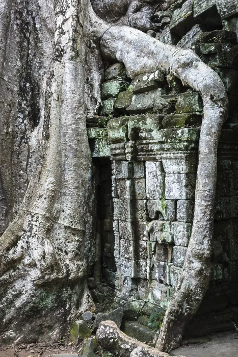 Framed Print : Ta Prohm temple with giant banyan tree