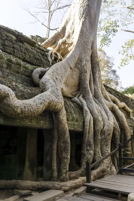 Framed Print : Ta Prohm temple and ruins in Siem Reap