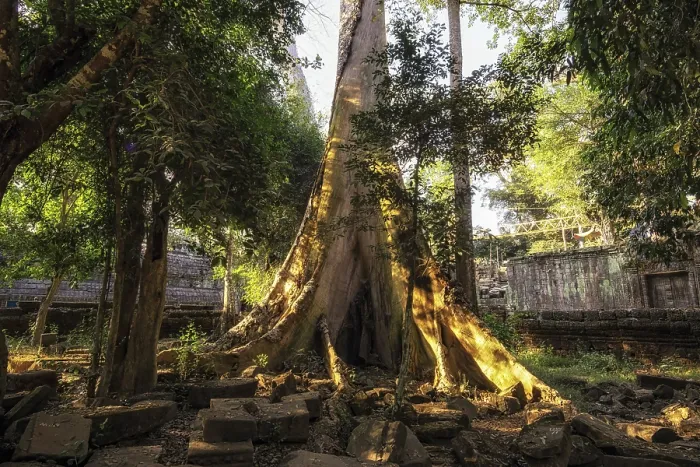 Framed Print : Ta Prohm temple and ruins in Siem Reap Framed Print : Ta Prohm temple and ruins in Siem Reap