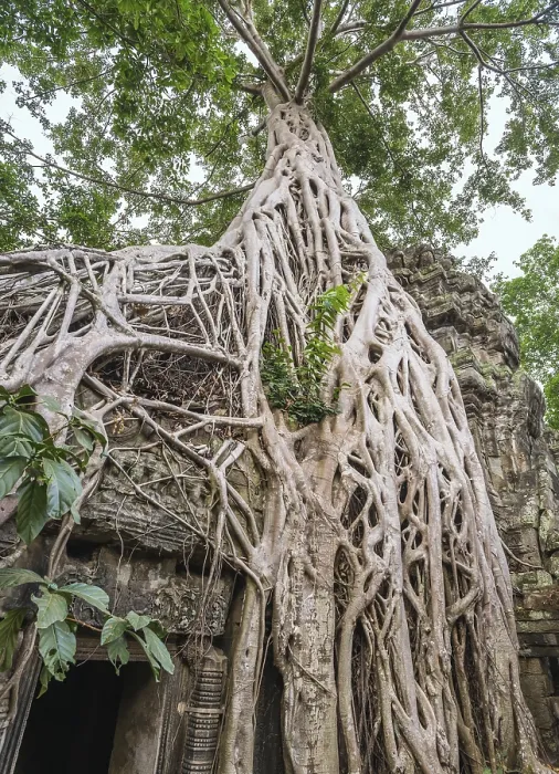 Framed Print : Ta Prohm Temple, Siem Reap, Cambodia