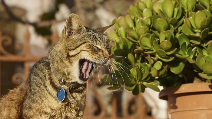 Framed Print : Tabby cat with blue collar yawning next to a terracotta pot Framed Print : Tabby cat with blue collar yawning next to a terracotta pot
