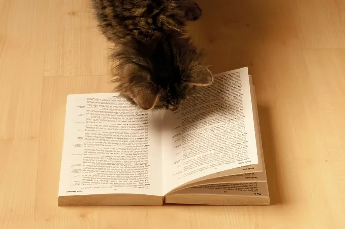 Framed Print : A tabby cat curiously looks at an open book on a wooden floor Framed Print : A tabby cat curiously looks at an open book on a wooden floor