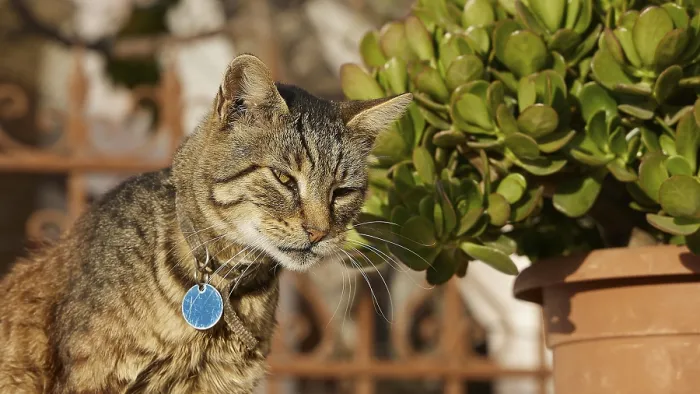 Framed Print : Tabby cat looks thoughtfully next to a pot with green plants Framed Print : Tabby cat looks thoughtfully next to a pot with green plants