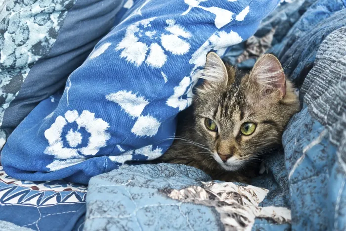 Framed Print : A tabby cat nestled among blue floral pillows