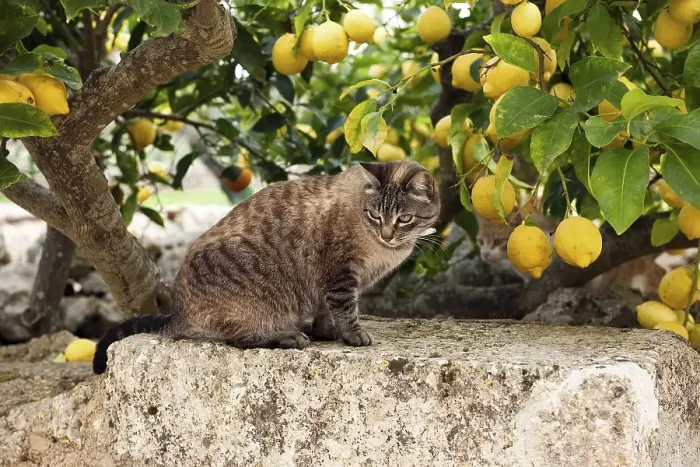 Framed Print : Tabby felidae (Felis catus) photographed from the side sitting on old wall under lemon tree observed surroundings