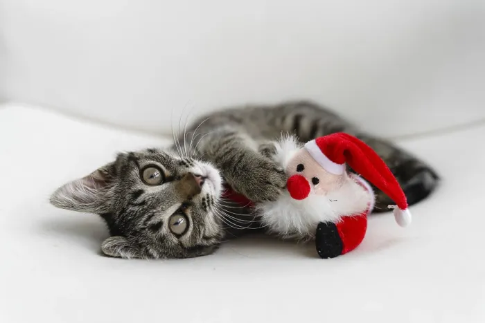 Framed Print : Tabby grey kitten plays with deer Christmas plush toy