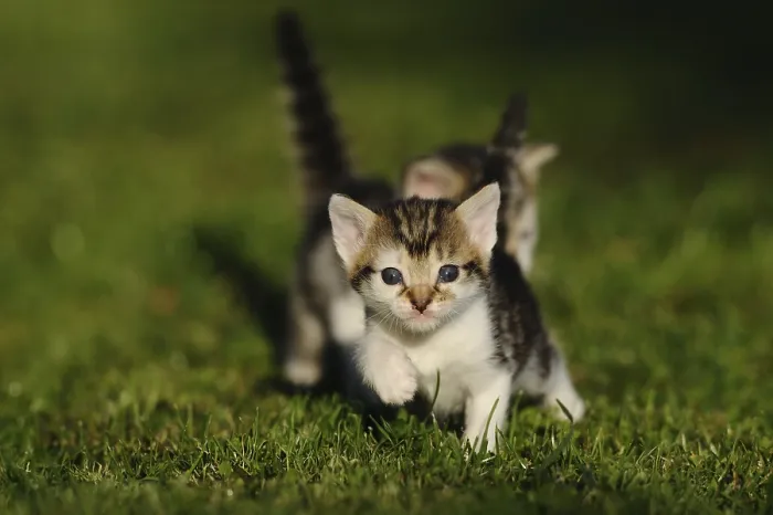 Framed Print : Tabby kitten moving playfully on the lawn