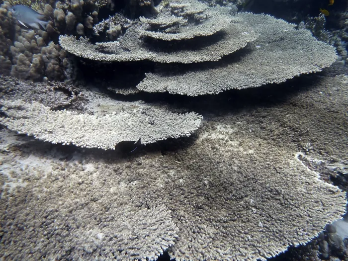 Framed Print : Table coral (Acropora cytherea)
