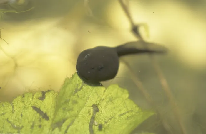 Framed Print : Tadpole Framed Print : Tadpole