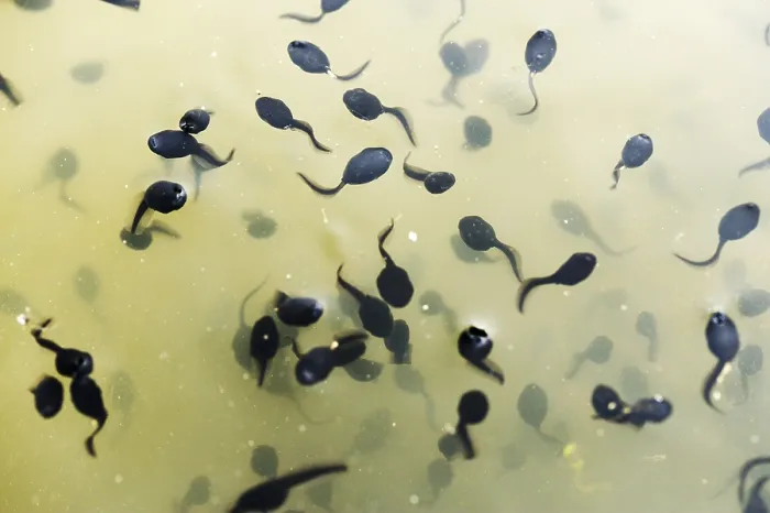 Framed Print : Tadpoles, larvae of a frog Framed Print : Tadpoles, larvae of a frog