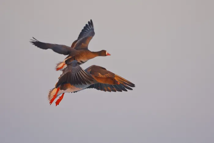 Framed Print : Taiga Bean Goose & Greater White-fronted Goose (Anser fabalis & Anser albifrons) flying