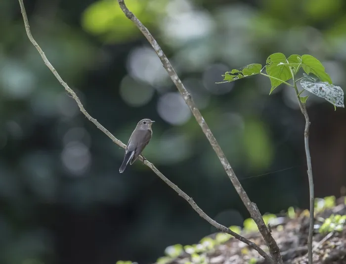 Framed Print : Taiga flycatcher (Ficedula albicilla)