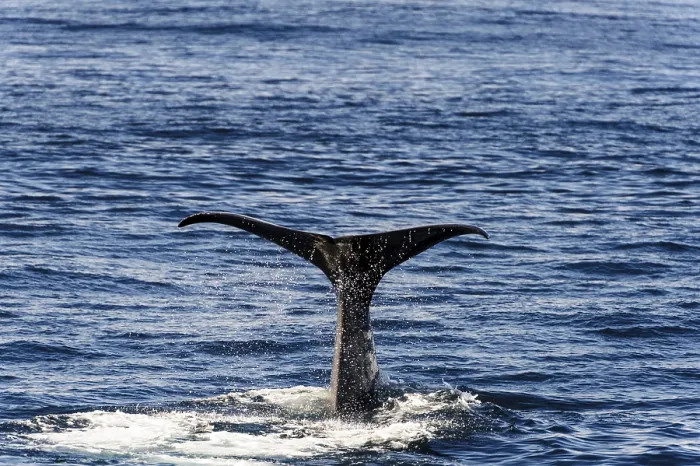 Framed Print : tail fin of a sperm whale (Physeter catodon or Physeter macrocephalus)