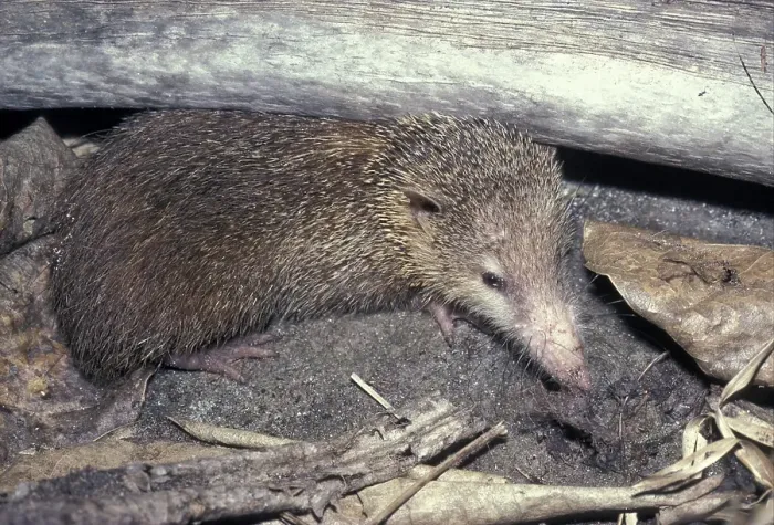Framed Print : Tail-less Tenrec (Tenrec ecaudatus)