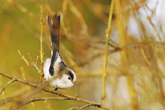 Framed Print : Tail Tit (Aegithalos caudatus europaeus)