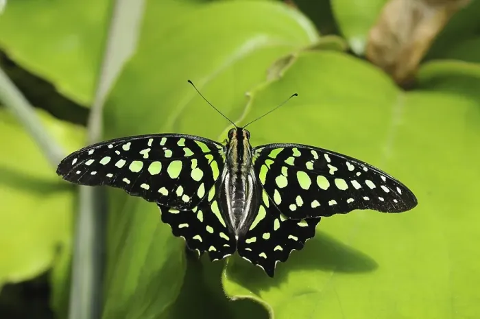Framed Print : Tailed Jay Butterfly (Graphium agamamnon)