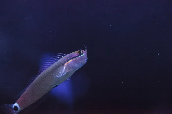 Framed Print : Tailspot Blenny Ecsenius stigmatura is found in the Western Pacific