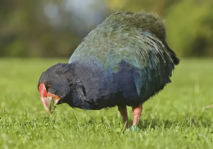 Framed Print : Takahe (Porphyrio hochstetteri) Framed Print : Takahe (Porphyrio hochstetteri)