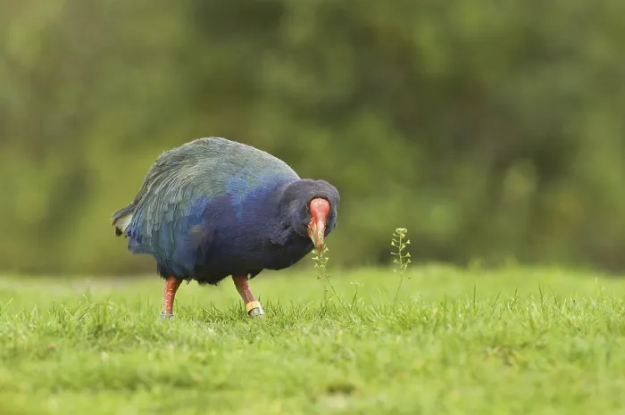 Framed Print : Takahe (Porphyrio hochstetteri)