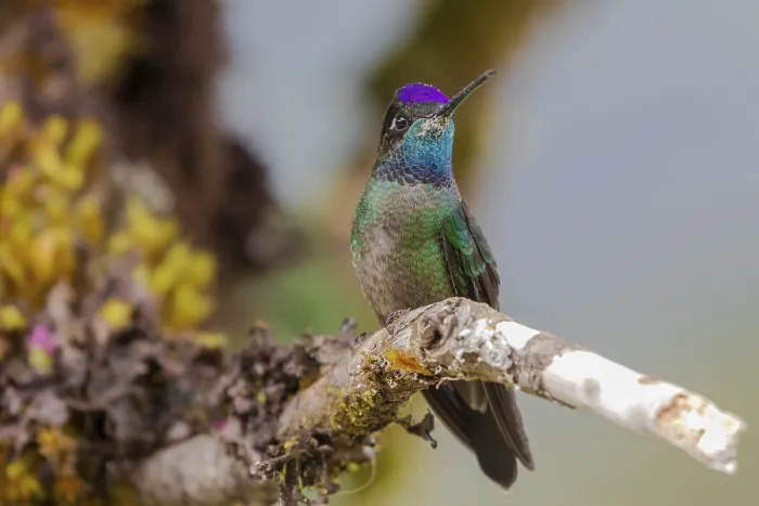 Framed Print : Talamanca hummingbird (Eugenes spectabilis)
