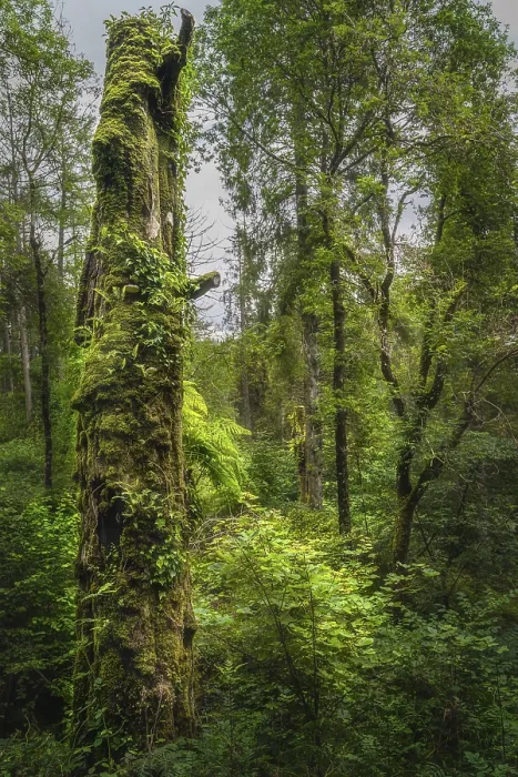 Framed Print : Tall aged tree trunk illuminated by sunlight and covered by green moss and ivy in beautiful Glenariff Forest Park Framed Print : Tall aged tree trunk illuminated by sunlight and covered by green moss and ivy in beautiful Glenariff Forest Park