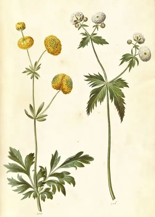 Framed Print : Tall buttercup (Ranunculus acris) Framed Print : Tall buttercup (Ranunculus acris)