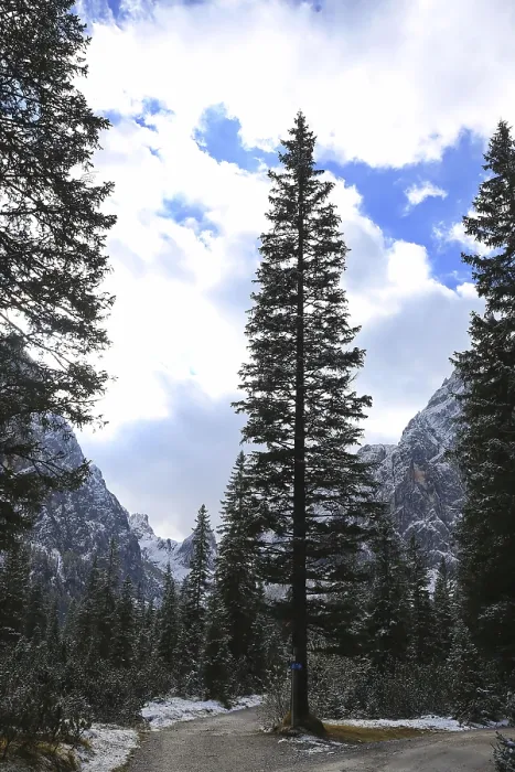 Framed Print : Tall conifer standing alone on a path surrounded by mountains and clouds Framed Print : Tall conifer standing alone on a path surrounded by mountains and clouds