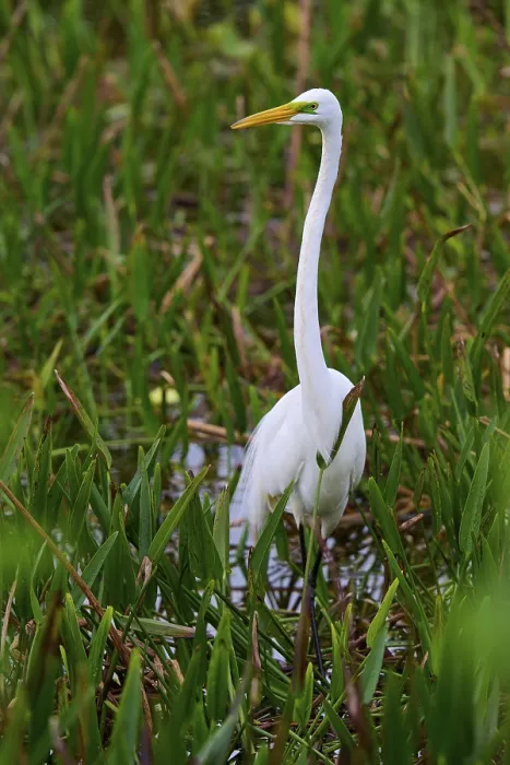 Framed Print : A tall, elegant white egret in a moist