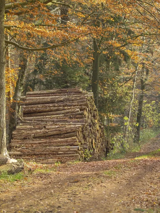 Framed Print : A tall pile of tree trunks stands next to a forest path Framed Print : A tall pile of tree trunks stands next to a forest path